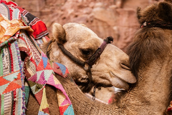 Tour privato Giordania classico con 1 notte sul Mar Morto 